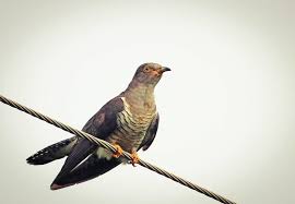 Attēlu rezultāti vaicājumam “Cuculus canorus”