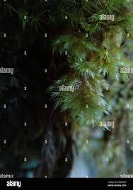 Attēlu rezultāti vaicājumam “Brachytheciastrum velutinum”