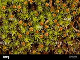 Attēlu rezultāti vaicājumam “Polytrichum juniperinum sporophyte”