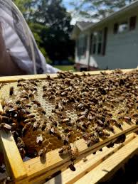 Image result for Boccia In Epsom & Ewell (Bees)