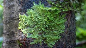 Attēlu rezultāti vaicājumam “Radula complanata”