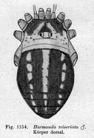 Attēlu rezultāti vaicājumam “Harmandia”