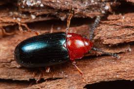 Attēlu rezultāti vaicājumam “Triplax aenea”