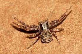 Attēlu rezultāti vaicājumam “Xysticus cristatus”