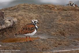 Attēlu rezultāti vaicājumam “Arenaria interpres adult”