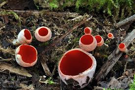 Attēlu rezultāti vaicājumam “Sarcoscypha austriaca”