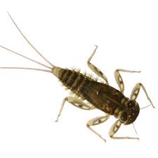 Attēlu rezultāti vaicājumam “Heptagenia sulphurea female”