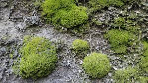 Attēlu rezultāti vaicājumam “Seligeria donniana”