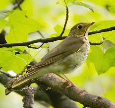 Image result for Catharus ustulatus