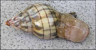 Image result for Cinctura hunteria