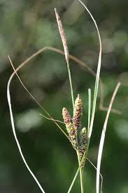 Attēlu rezultāti vaicājumam “Carex nigra”