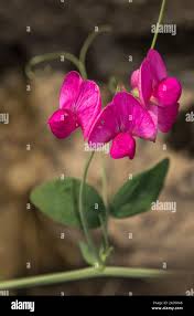 Attēlu rezultāti vaicājumam “Lathyrus tuberosus”