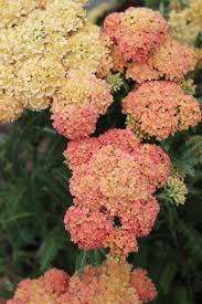 Attēlu rezultāti vaicājumam “Achillea salicifolia flower”