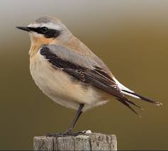 Attēlu rezultāti vaicājumam “Oenanthe oenanthe male”