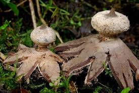 Attēlu rezultāti vaicājumam “Geastrum rufescens”