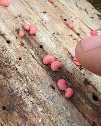 Attēlu rezultāti vaicājumam “Lycogala epidendrum s.str.”