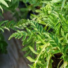 Image result for Papaver orientale