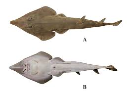 Image result for Acroteriobatus annulatus