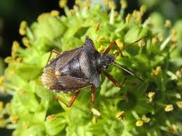 Attēlu rezultāti vaicājumam “Pentatoma rufipes”
