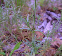 Attēlu rezultāti vaicājumam “Enteridium corticatum”