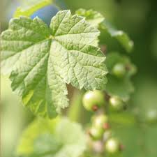 Bildergebnis für rote johannisbeeren