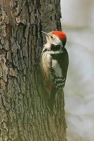 Attēlu rezultāti vaicājumam “Dendrocopos medius adult”