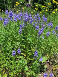 Attēlu rezultāti vaicājumam “Veronica austriaca subsp. teucrium”