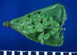 Attēlu rezultāti vaicājumam “Capsella bursa-pastoris fruit”