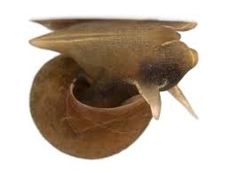 Attēlu rezultāti vaicājumam “Lymnaea stagnalis”