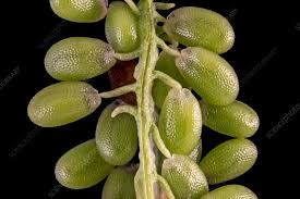 Attēlu rezultāti vaicājumam “Capsella bursa-pastoris fruit”