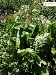 Attēlu rezultāti vaicājumam “Armoracia rusticana flower”