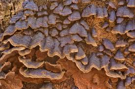 Attēlu rezultāti vaicājumam “Hymenochaete rubiginosa”