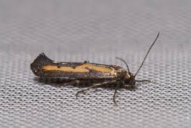 Attēlu rezultāti vaicājumam “Epermeniidae”