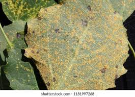 Attēlu rezultāti vaicājumam “Melampsora populnea”