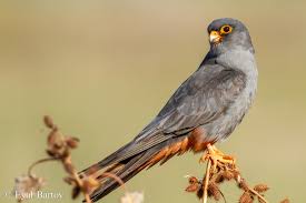 Image result for Falco vespertinus