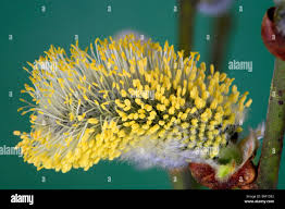 Attēlu rezultāti vaicājumam “Salix caprea male flower”