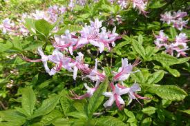 Attēlu rezultāti vaicājumam “Rhododendron periclymenoides flower”