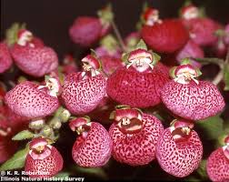 Image result for Calceolaria