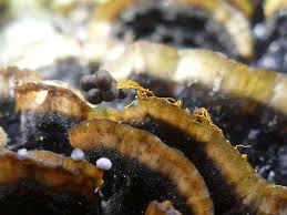 Attēlu rezultāti vaicājumam “Badhamia dubia macro”