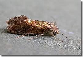 Attēlu rezultāti vaicājumam “Eriocraniidae”