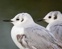 Image result for Chroicocephalus philadelphia