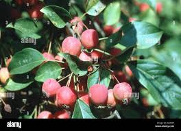 Attēlu rezultāti vaicājumam “Malus prunifolia fruit”