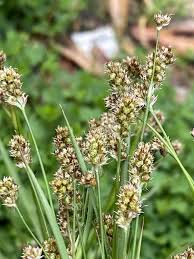 Attēlu rezultāti vaicājumam “Luzula pilosa bud”