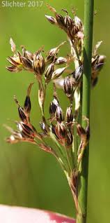 Attēlu rezultāti vaicājumam “Juncus balticus”