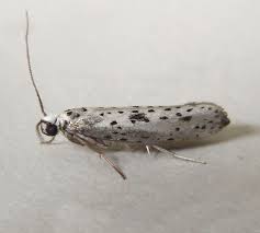 Attēlu rezultāti vaicājumam “Yponomeuta plumbella”