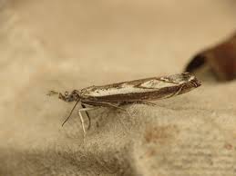 Attēlu rezultāti vaicājumam “Platytes alpinella”