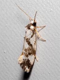 Attēlu rezultāti vaicājumam “Oecophoridae”