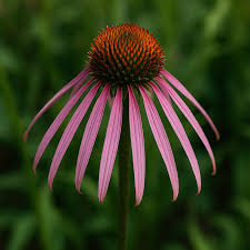 Image result for Echinacea angustifolia