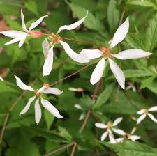 Attēlu rezultāti vaicājumam “Gillenia trifoliata flower”