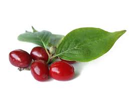 Attēlu rezultāti vaicājumam “Cornus mas fruit”